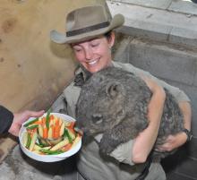 PhotoID:11348, Yvette with young wombat 'Kiwi' who was bred at Rockhampton Zoo