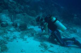 PhotoID:5330, Dr Sander Scheffers investigates coral reef changes.