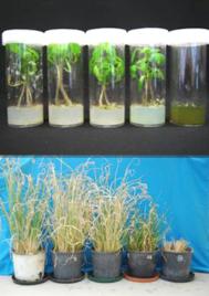 PhotoID:11350, Images of tissue culture and glasshouse experiments