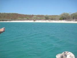 PhotoID:8145, Researchers spot the dugong near Putney Beach.