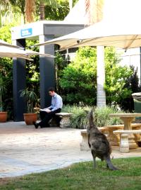 PhotoID:13412, Luke Miller had an audience of kangaroos when he first arrived to check his presentation notes