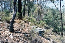 PhotoID:8998, Habitat of Quassia bidwilli on scarp of reforestry area