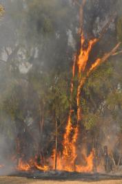 PhotoID:7684, Trees ablaze near southern carpark.