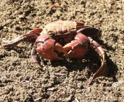 PhotoID:5513, A grapsid crab