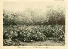 PhotoID:13937, An image from Saville Kent's book on the Great Barrier Reef. It's believed the image was taken in the Narrows