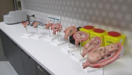 PhotoID:14603, Foetal anatomical models in the Anatomy lab