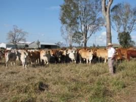 PhotoID:11377, From Cambridge to the cattle, Dr Gareth Pearce visits a herd at Belmont near Rockhampton