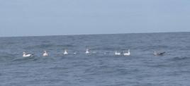 PhotoID:8988, Australasian Gannets arrive at the Keppels.