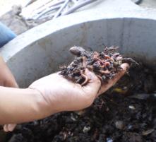 PhotoID:14246, Vermiculture is key to one of the projects