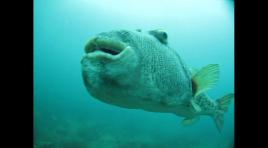 PhotoID:9010, The puffer fish found swimming the waters at the Keppels. 