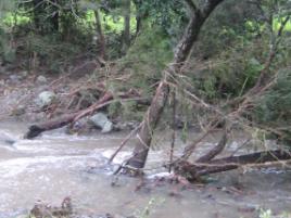 PhotoID:5316, A photo taken after the waters had receded but it does show how high the water came by the debris in the trees