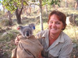 PhotoID:5748, Delma Clifton has been mingling with koalas for the past 7 years as part of her PhD research on St Bees Island