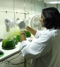 PhotoID:14176, Vineela in the laboratory checking samples