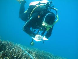 PhotoID:4494, A CEM researcher recording types of coral for the reef mapping project.