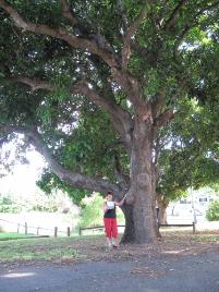 PhotoID:10413, Susan beside one of the huge mango trees in Codd Street