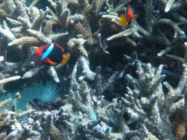 PhotoID:4495, Fringing reefs are a crucial habitat for a wide variety of fish species.