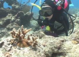 PhotoID:5991, Alison Jones in her element - Photo by Glen Patton from Friends of the Sanctury in Florida Key Largo 