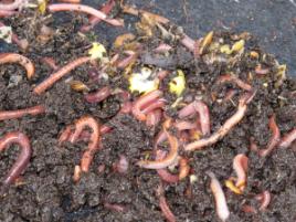 PhotoID:7790, Worms feed on kitchen scraps.