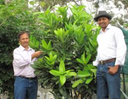 PhotoID:12305, PhD scholar Subhash Hathurusingha and Assoc Prof Nanjappa Ashwath with a Beauty Leaf Tree growing on campus