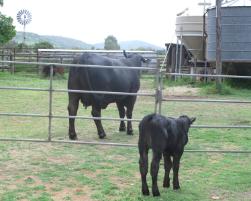 PhotoID:14028, The donor cow and cloned calf pictured in a parallel stance