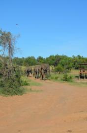 PhotoID:14231, Close up to a herd of elephants