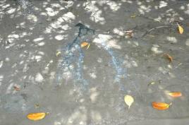 PhotoID:5285, Nutrient enriched Flying Fox guano oozing from a mangrove site at the Boyne River