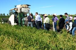 PhotoID:14906, Industry, Uni and grower reps meet in the field to evaluate crop performance and harvesting options