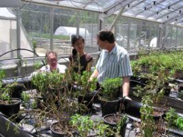 PhotoID:13723, Kerry Walsh, Ria Reyes and David Midmore pictured in 2010 discussing Ria's research on the quality assurance of stevia