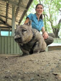 PhotoID:11693, Lauren says wombat photography does not require fast shutter speeds