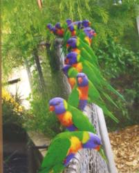 PhotoID:10119, Rainbow Lorikeets