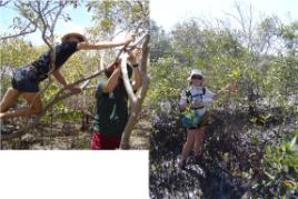 PhotoID:8952, Steve taking his research to new heights and (right) wife Ruth in the mangroves