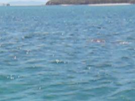 PhotoID:8146, Just under the surface, the dugongs feed on seagrass near Putney Beach.