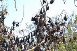 PhotoID:5280, Roosting colony of Grey Headed Flying Foxes at the Boyne River