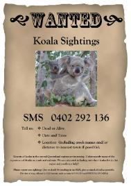 PhotoID:11864, The koala wanted poster which encouraged reports of sightings