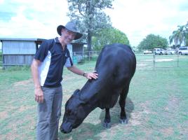 PhotoID:14032, Prof Vajta with the donor cow