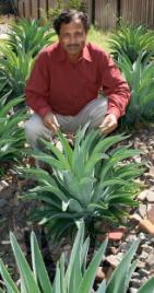 PhotoID:7031, Associate Professor Nanjappa Ashwatch inspects agave plants (relatives of tequila) that grow well in Rockhampton