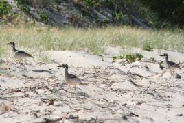 PhotoID:5928, Beach stone-curlews - among the key species for the project