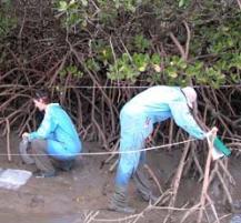 PhotoID:4155, Mangrove monitoring