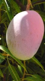 PhotoID:10496, A famous Bowen mango