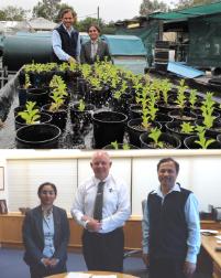 PhotoID:12911, Associate Professor Mousumi Debnath checking her plants with Associate Professor Nanjappa Ashwath (above) and meeting VC Professor Scott Bowman (below)