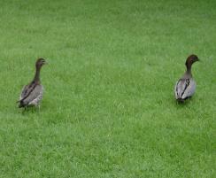 PhotoID:6397, Ducking and weaving