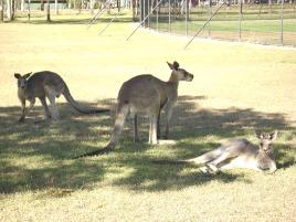 PhotoID:6398, A roo awakening