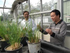 PhotoID:11349, Visiting Chinese researcher Lin Ma with CQUniversity's Nanjappa Ashwath, inspecting which grasses are best at soaking up chromium