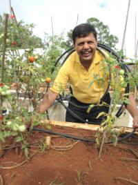 PhotoID:10679, Dr Surya Bhattarai shows how tomato plants can benefit from irrigation