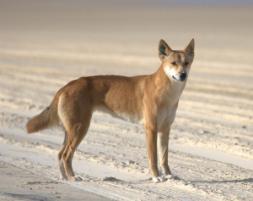 PhotoID:13713, A dingo in the wild