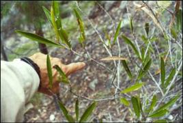 PhotoID:8997, Quassia bidwilli with flower